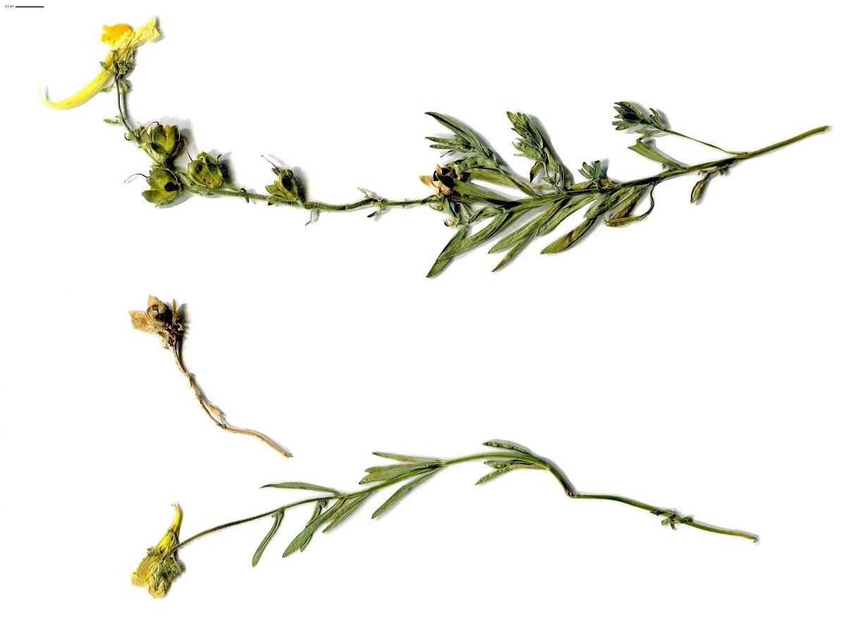 Linaria supina subsp. pyrenaica (Plantaginaceae)